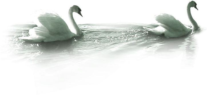 White Duck Png Image - Swimming Swan Png (723x500), Png Download