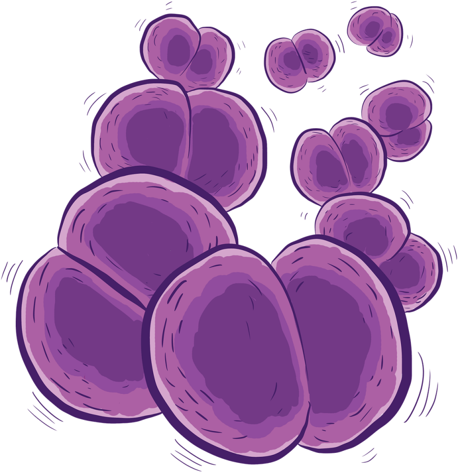 Bacteria Meningitis B Nueva Vacuna De Meningits - Meningococo Png (1024x1024), Png Download