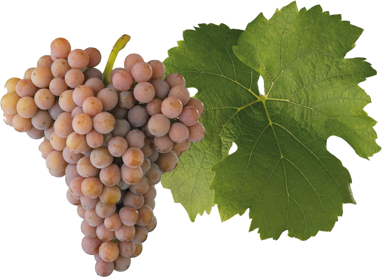 Palava - Seedless Fruit (1600x1600), Png Download