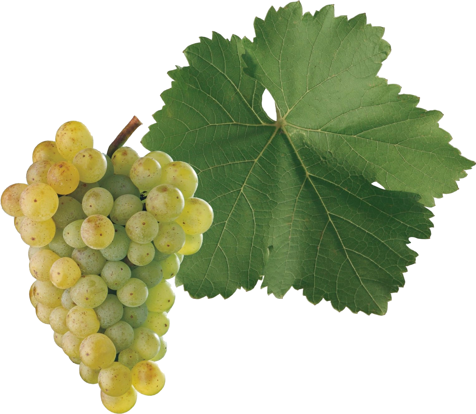 Ng) Is A Grape Variety Used To Make White Wine Originating - Seedless Fruit (1600x1600), Png Download