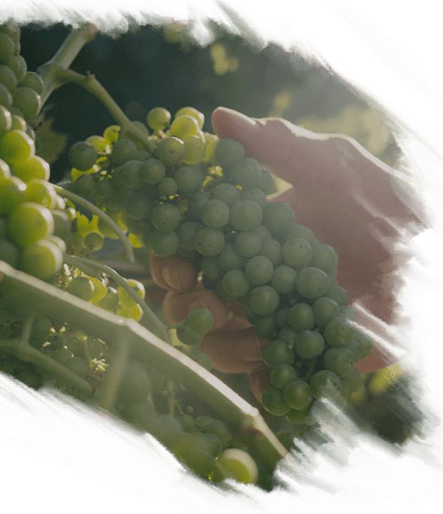 The Winery - Seedless Fruit (621x720), Png Download