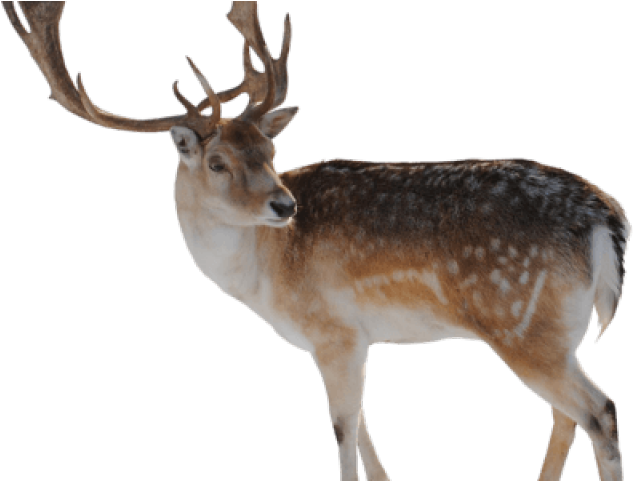 Reindeer Clipart Rain - Difference Between A Caribou (640x480), Png Download
