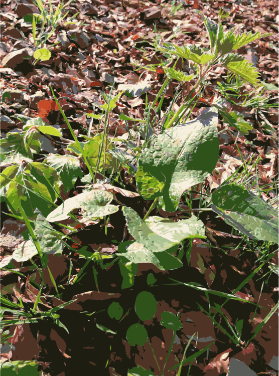 Leaf Annual Plant Herb Groundcover - Native Sowthistle (556x750), Png Download