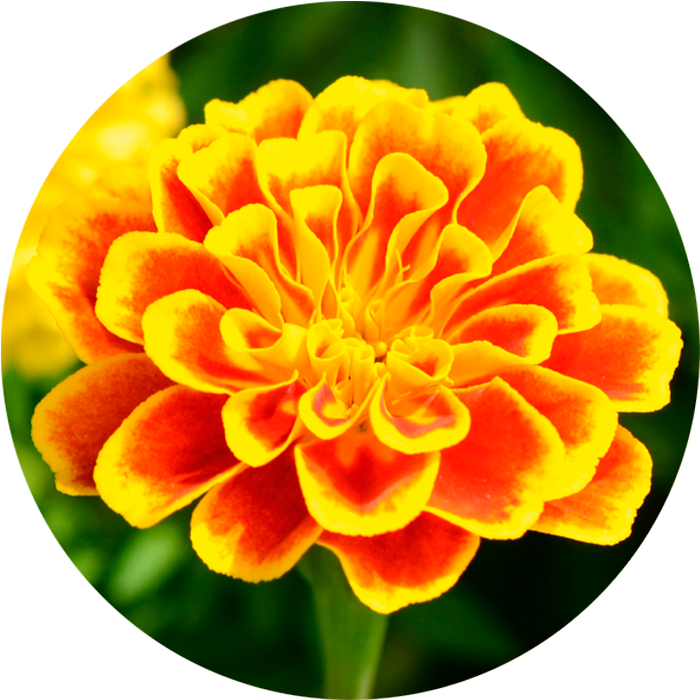 Las Investigaciones Científicas Muestras, Que La Luteína - Tagetes Patula (700x700), Png Download