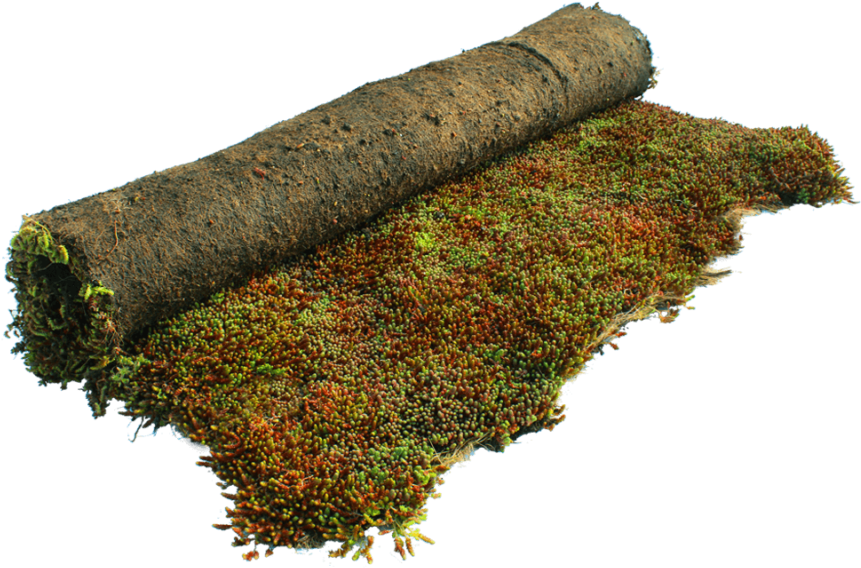 Moss (888x888), Png Download