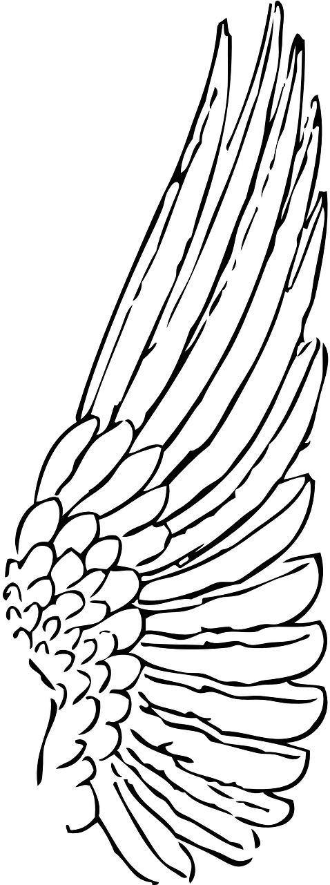 Clip Art Black And White Library Bird Wing Clipart - Outline Of A Wing (640x1280), Png Download