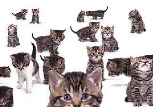 Tabby Cat Collage (600x600), Png Download