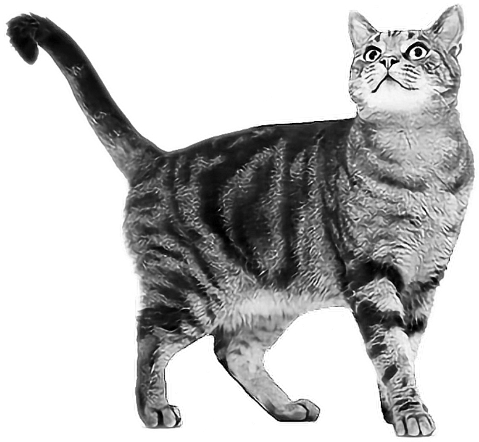 Tabby Sticker - Best Cats For India (1024x1024), Png Download