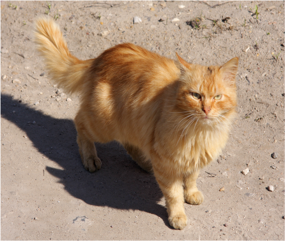Red Cat In Torzhok City Resize (2000x1411), Png Download