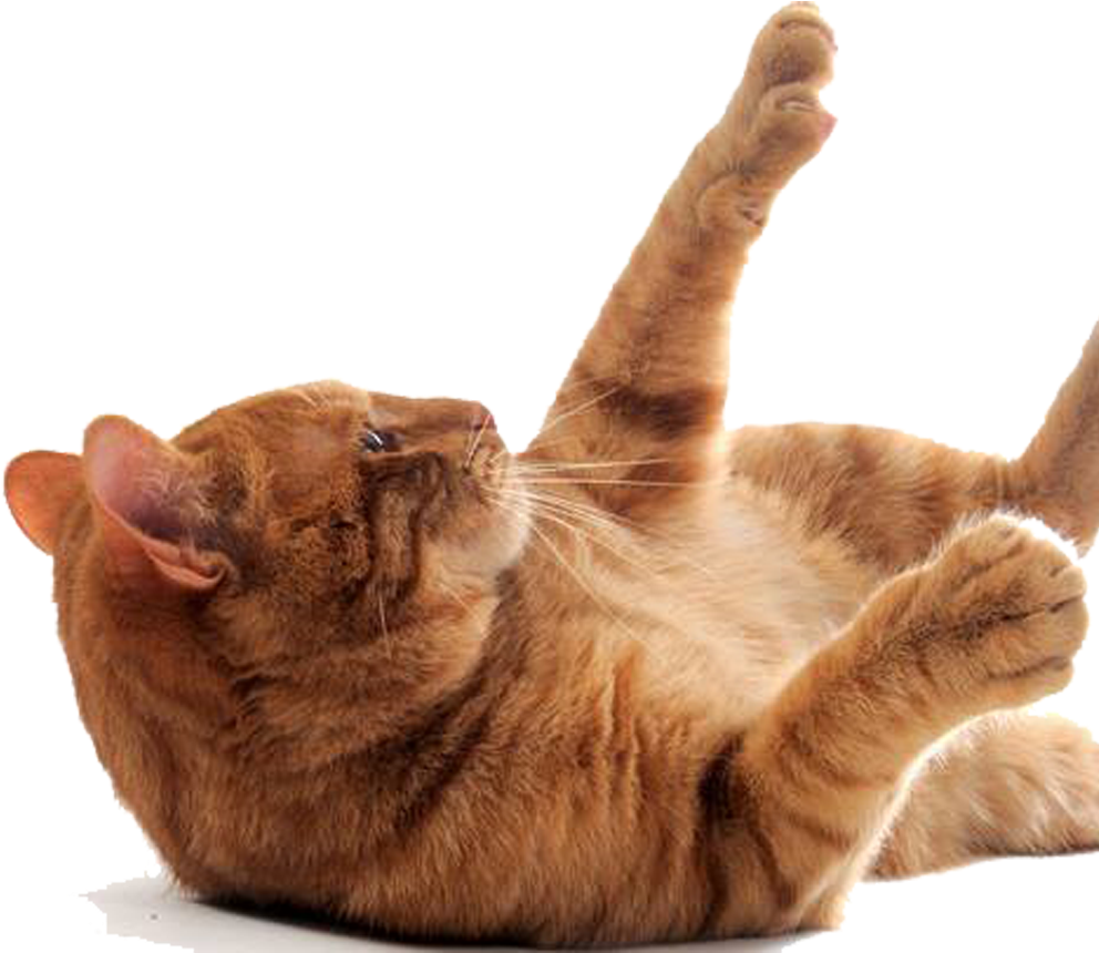 Indoor Cat - Cat (1000x1000), Png Download