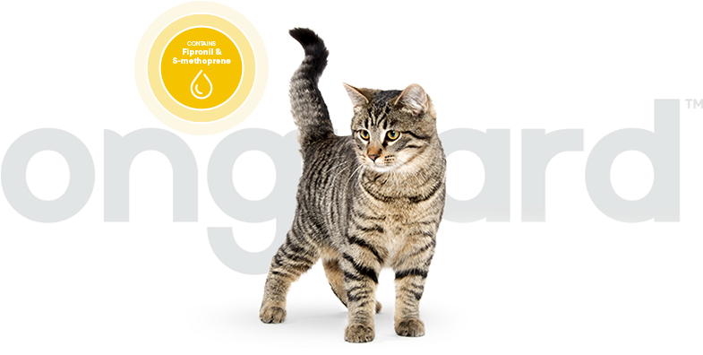 Onguard Uses Two Active Ingredients That Are Commonly - Dragon Li (796x400), Png Download