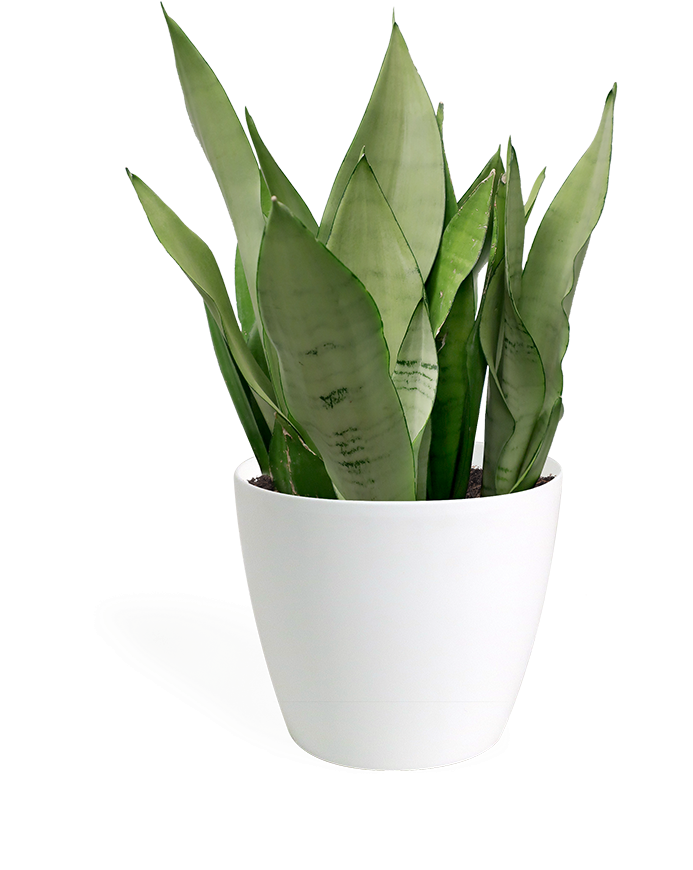 Sansevieria Moonshine Medium - Sansevieria Moonshine (700x871), Png Download
