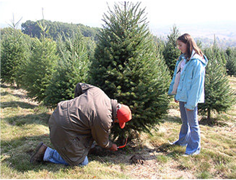 Photo Courtesy Of Kohl's Stony Hill Tree Farm - Christmas Tree (1000x600), Png Download