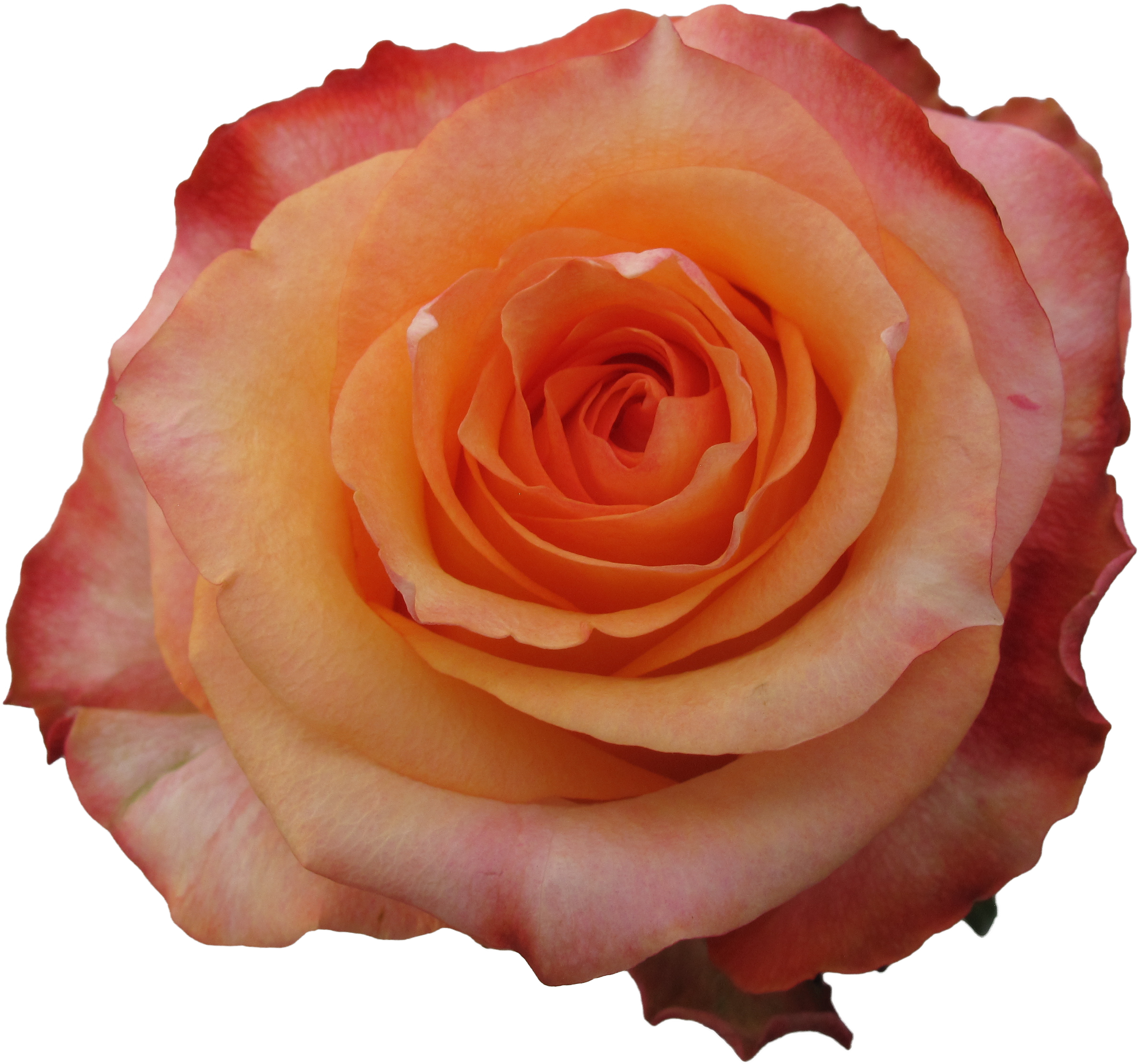 Rose Twighlight - Garden Roses (3228x2421), Png Download