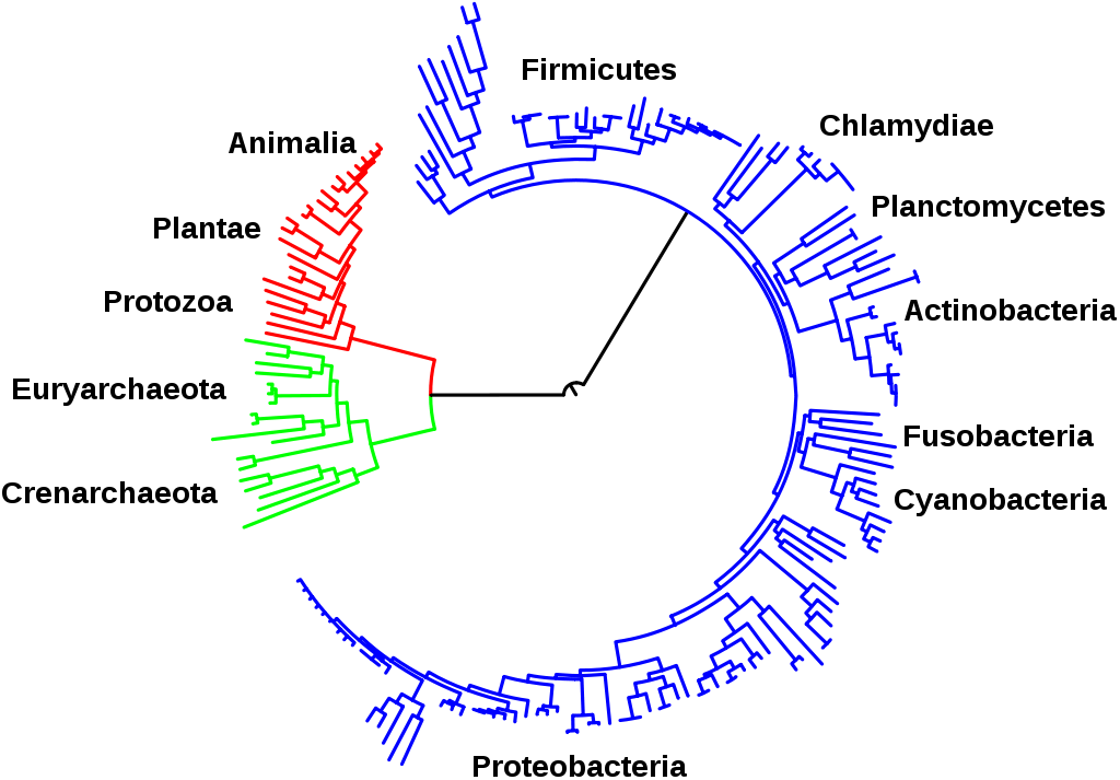 Image Result For Tree Of Life - Bacteria Evolution Tree (1024x713), Png Download