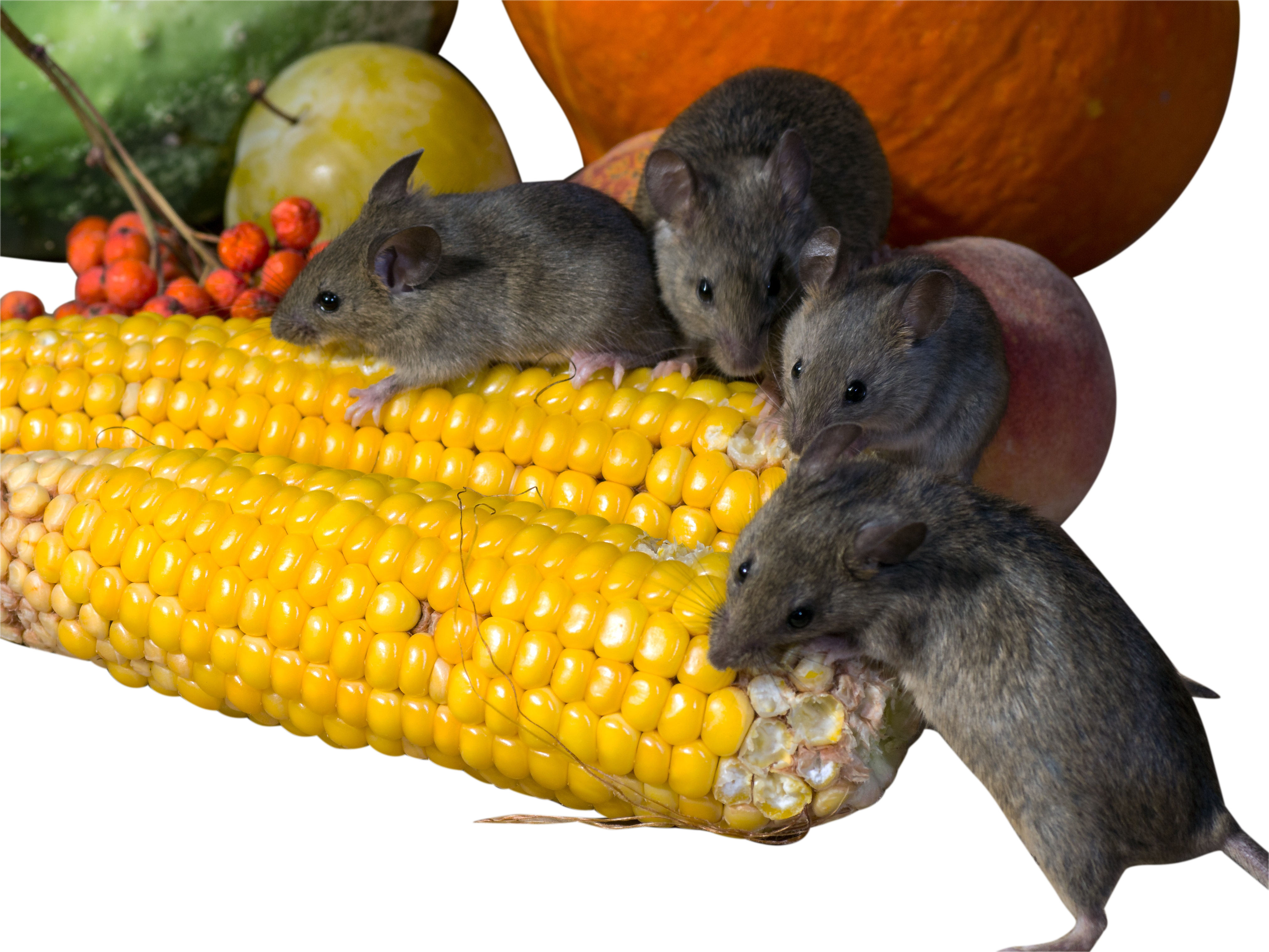 Rats Eating Corn Png Image - Rat (4047x3036), Png Download