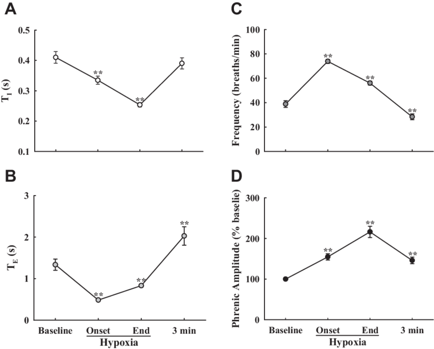 Effects Of Hypoxia On T I , T E (b), Phrenic Burst - Diagram (850x683), Png Download