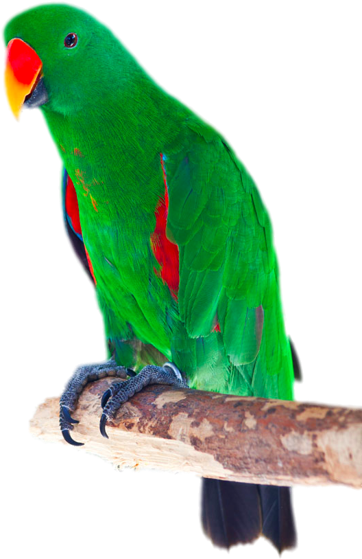 Picture Freeuse Stock Bird Cockatoo Red Winged Stock - Loro Verde Y Rojo (667x1000), Png Download