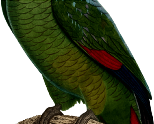 Cockatoo Clipart Clip Art - Parakeet (640x480), Png Download