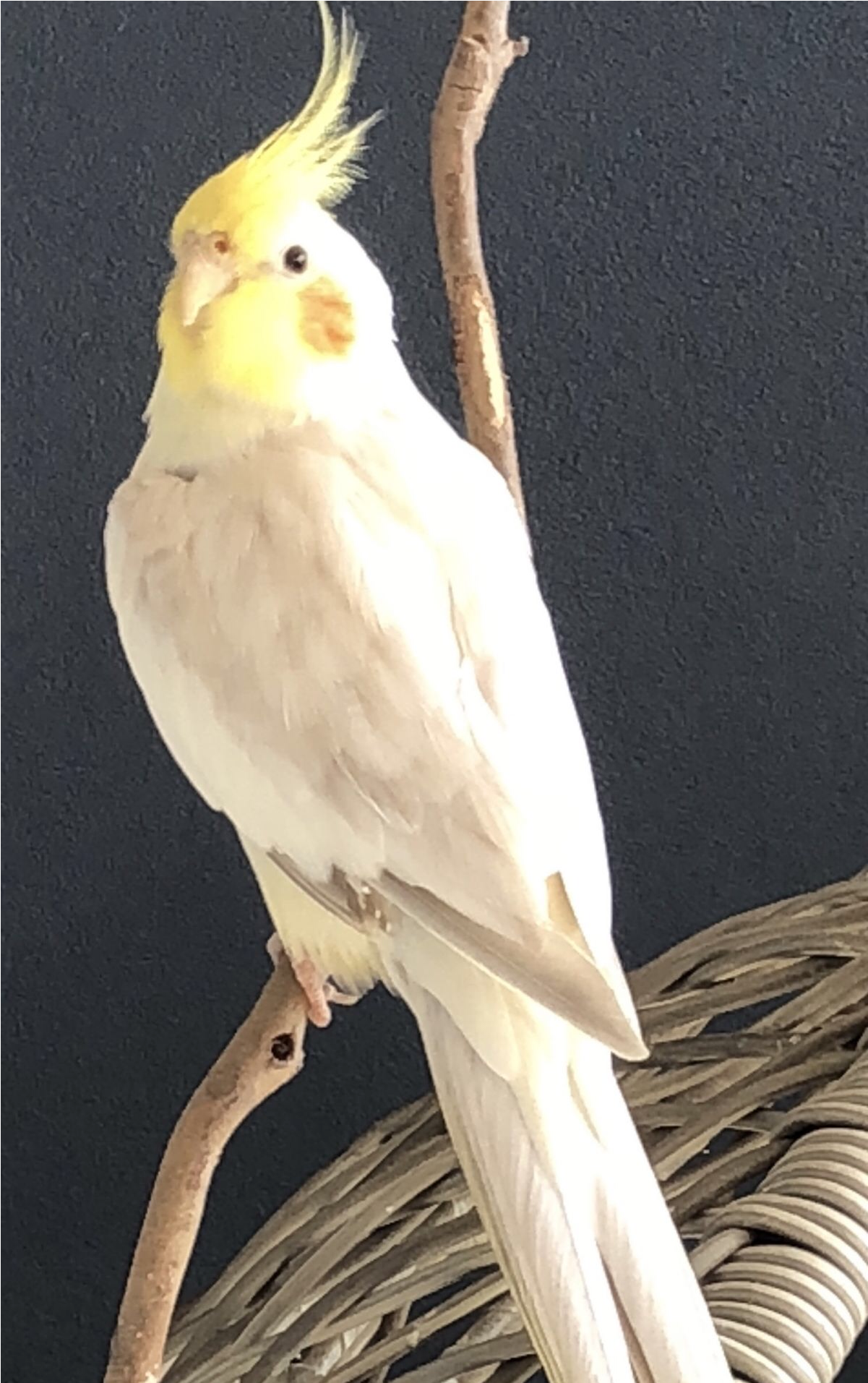 Sightings - Sulphur-crested Cockatoo (1912x1912), Png Download