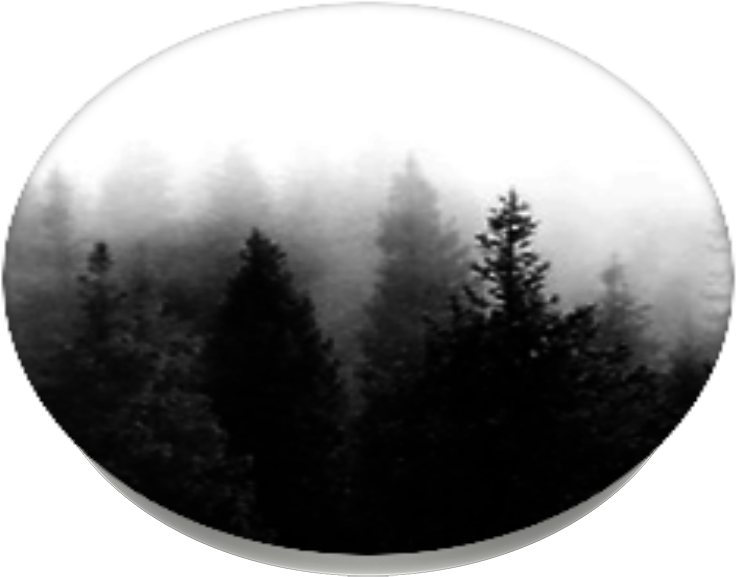 Dark Forest, Popsockets - Christmas Tree (989x1000), Png Download