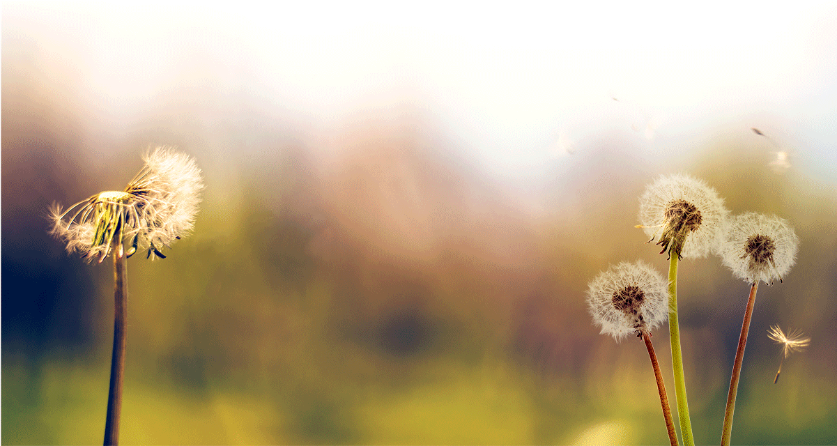 Living With Dying - Dandelion (1560x641), Png Download