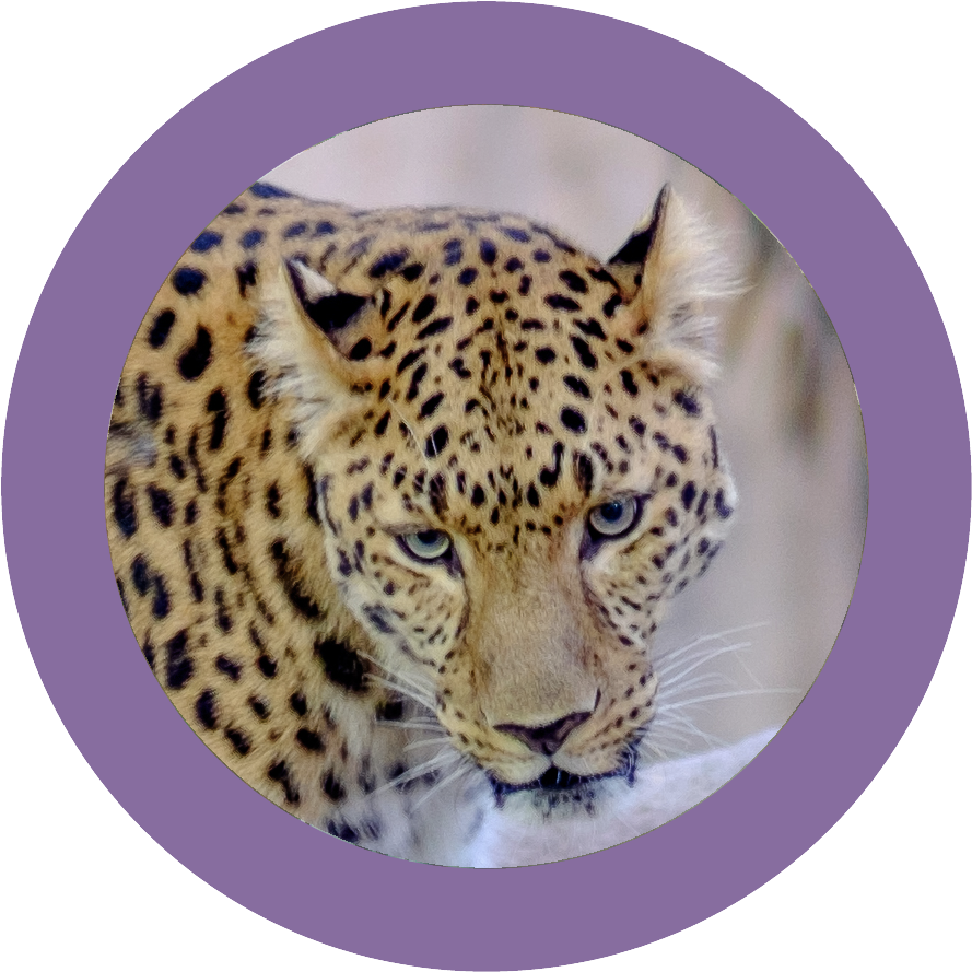 Wildine Icon - African Leopard (896x896), Png Download