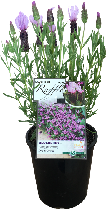 Snow Crocus (800x800), Png Download