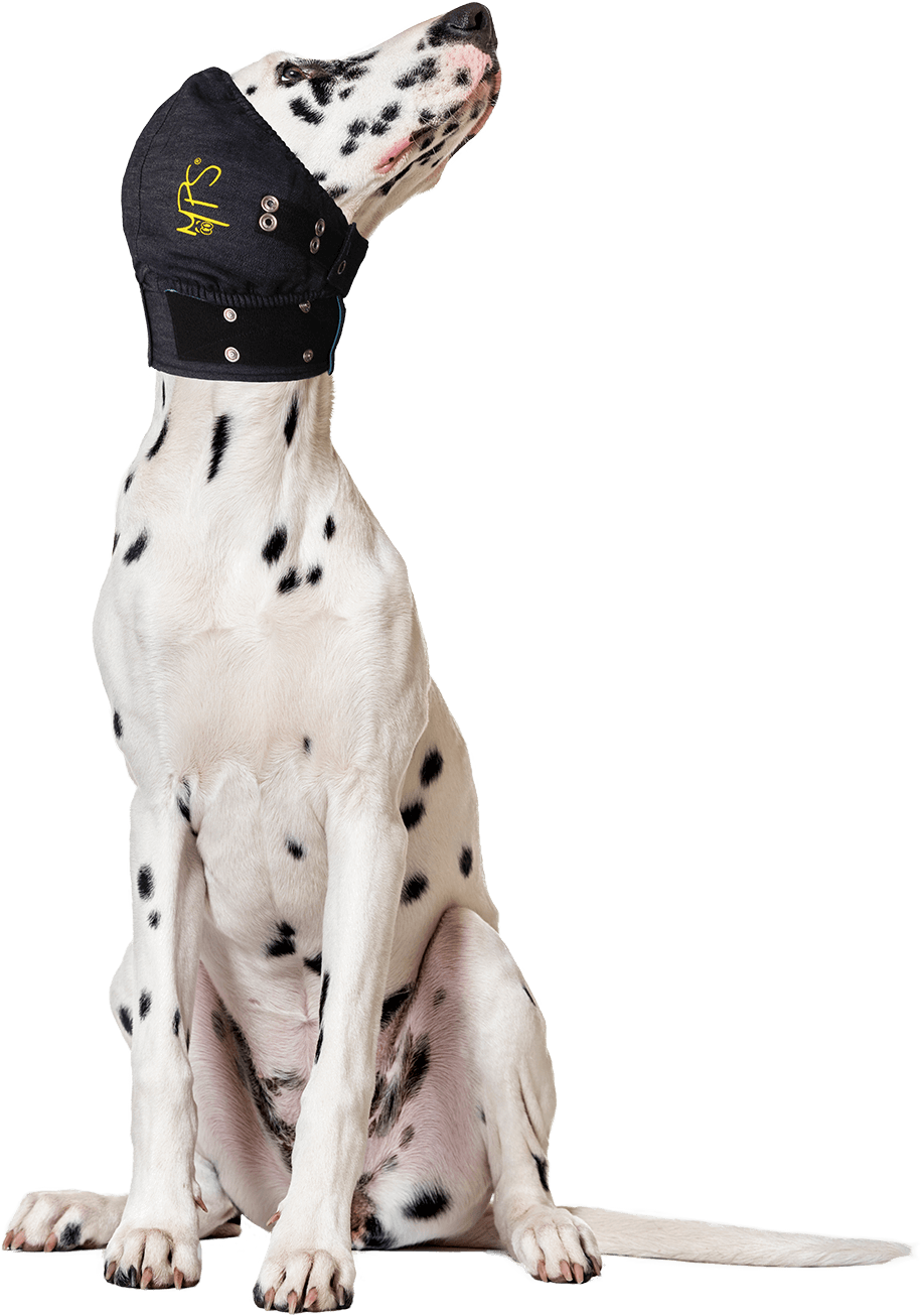 Portfolio - Mps Head Cover (1136x1500), Png Download