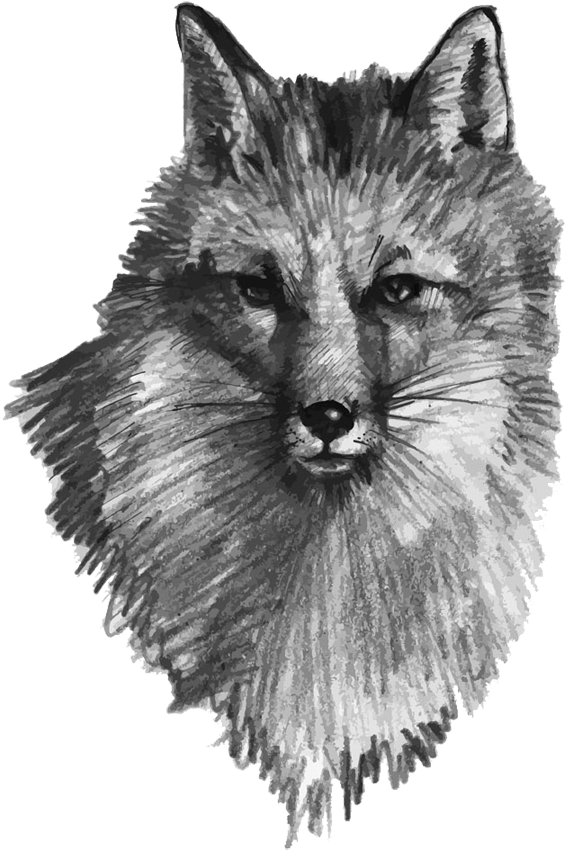 Fox Illustration Hand Painted - Vector Graphics (900x900), Png Download