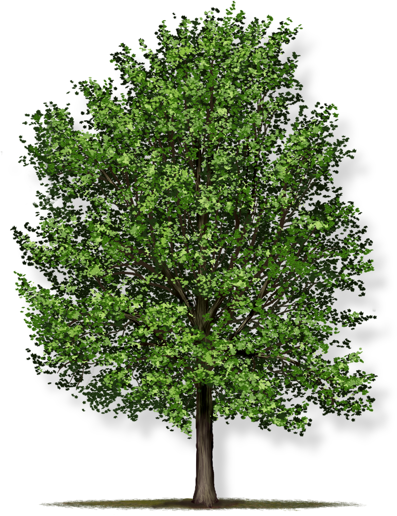 Download Tree Height Red Maple Trees Full Size PNG Image PNGkit