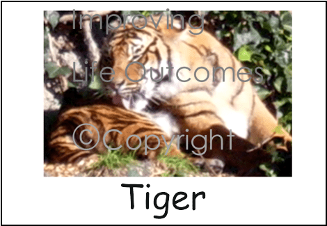 Siberian Tiger (750x750), Png Download