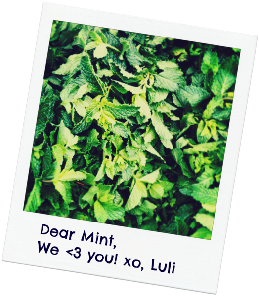 If You Haven't Noticed, We Put Mint In Almost Everything - Tree (524x600), Png Download