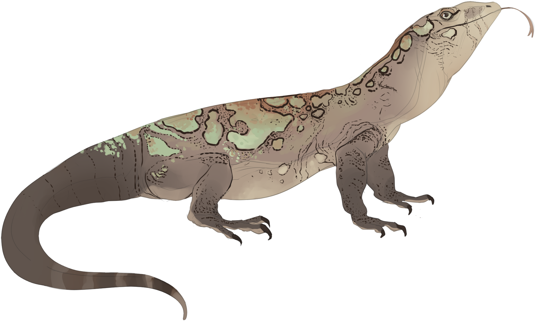 Komodo Dragon (2048x1334), Png Download