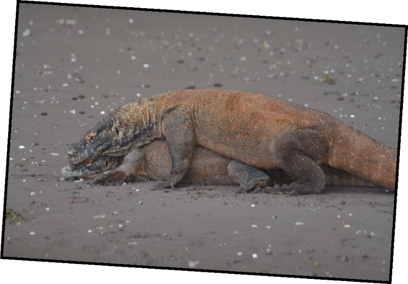 Picture9 - Komodo Dragon (800x557), Png Download
