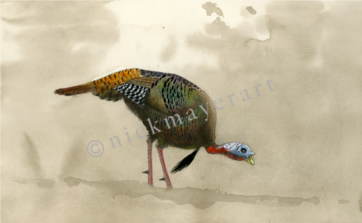 Feeding Tom Original Watercolor Painting - Turkey (1700x1103), Png Download