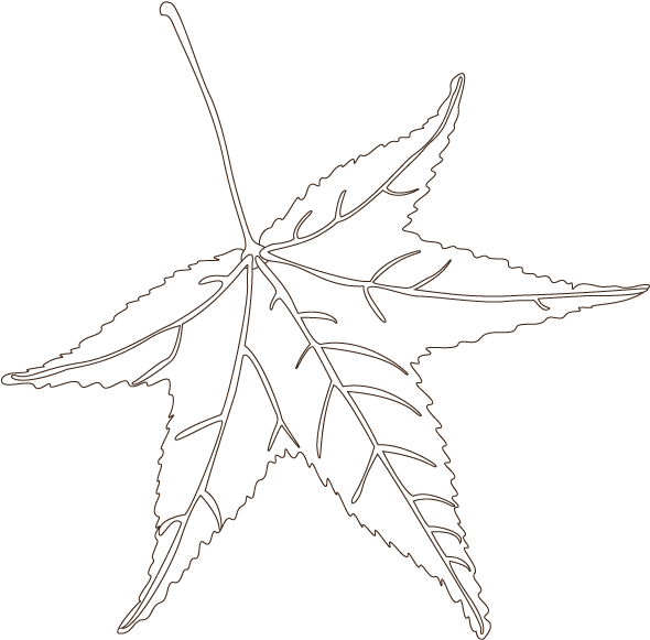 Sweetgum - Maple Leaf (600x600), Png Download