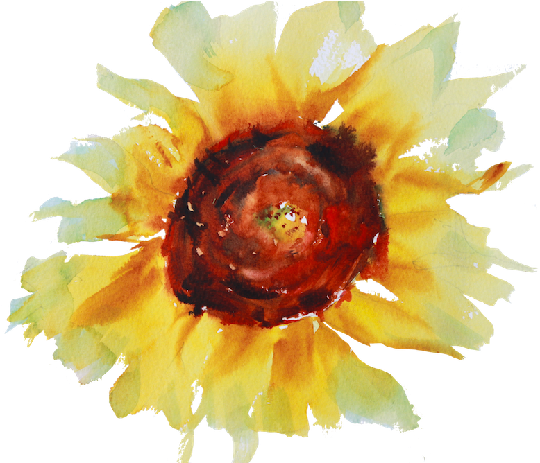 Yellow Irises Watercolour Painting Of A Sunflower - Sunflower (1000x667), Png Download