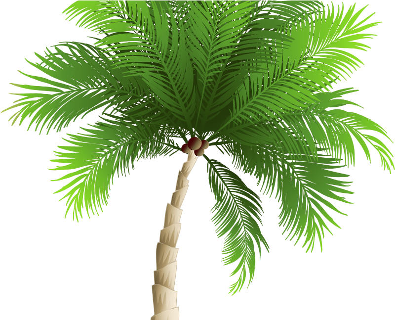 Attalea Speciosa (2080x646), Png Download