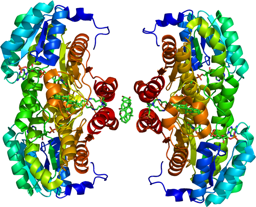 Protein Hsd11b1 Pdb 1xu7 No Fog - 3β Hydroxysteroid Dehydrogenase Type 2 (870x712), Png Download