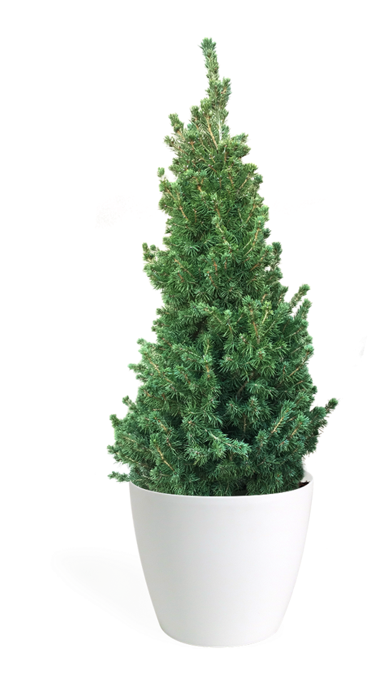 Christmas Tree (601x1199), Png Download