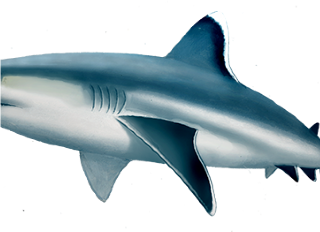 Bull Shark Clipart Fin - D&d Reef Shark (640x480), Png Download