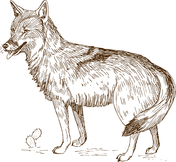 Wolf 9 Clip Art - Coyote Clip Art (600x552), Png Download