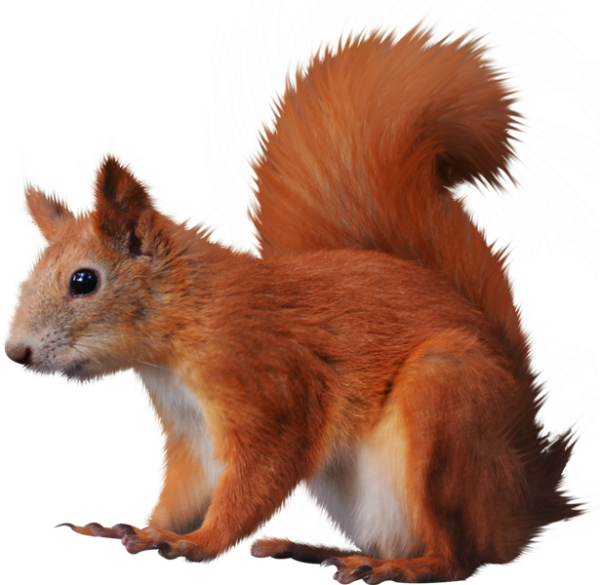 Esquilo Png (600x585), Png Download