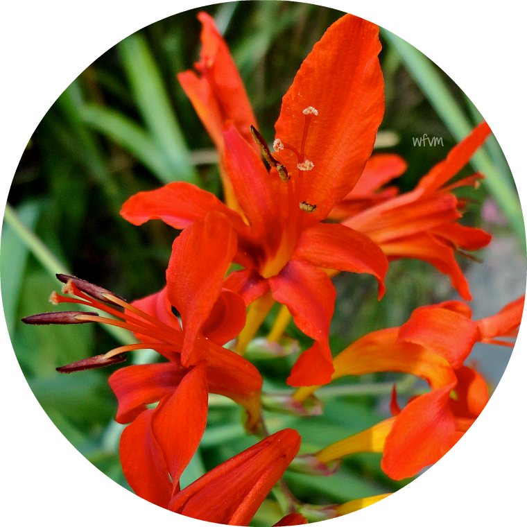 Where Five Valleys Meet - Crocosmia × Crocosmiiflora (760x760), Png Download