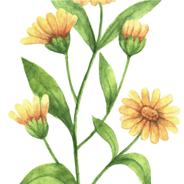 Rustic Marigold Seeds Wedding Favour Marry Golds Wildflower - Plantas De Hierbas Medicinales (1067x600), Png Download