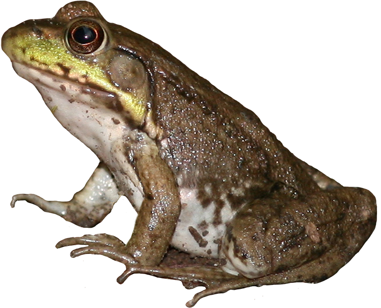 Brown Frog Png - Eastern Spadefoot (886x758), Png Download