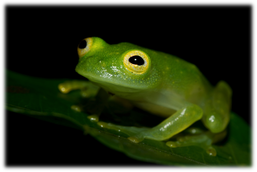 “peering Through The Looking Glass” The Frogs Of Centrolenidae - Ranas De Cristal Costa Rica (886x593), Png Download