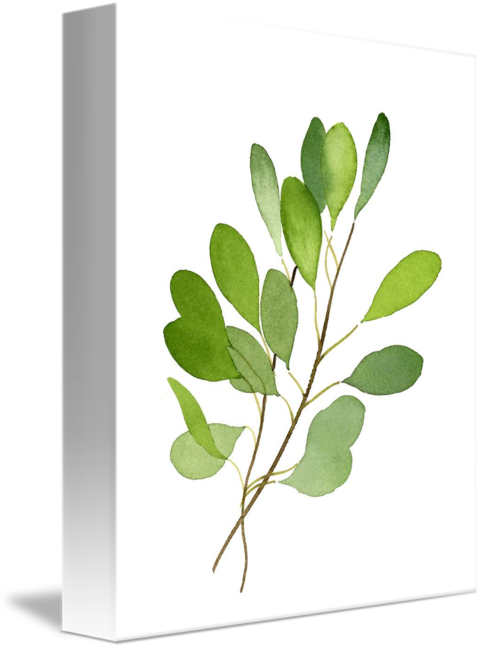 Leaves By David Rogers - Gambel Oak (481x650), Png Download