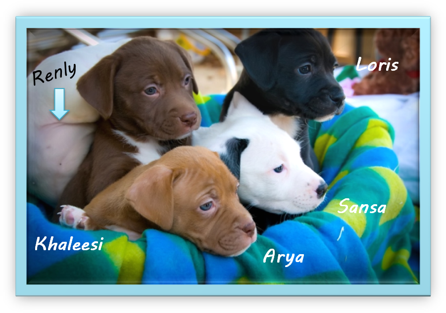 Meet The Newest Stepping Stones Puppies - Labrador Retriever (918x650), Png Download